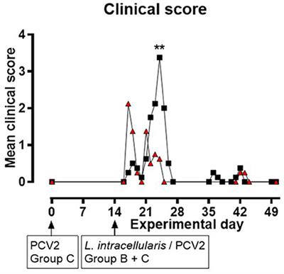 Experimental infection of high health pigs with porcine circovirus type 2 (PCV2) and Lawsonia intracellularis